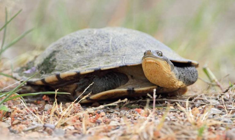 Common Long Necked Tortoise by Chris Tzaros
