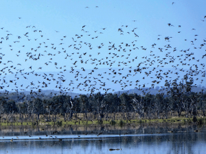 Many birds at Winton Wetlands