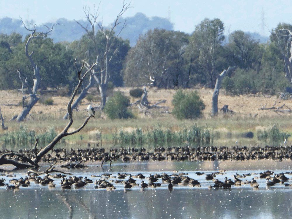 A sea eagle looking for lunch at Winton Wetlands